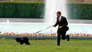 Barack Obama Confirms Pet Dog Bo Has Died Age 12 Portuguese Water Dog presidential pet 2021 biden trump