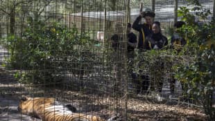 Gerald Ramsey and Tryphena Wade at Big Cat Rescue