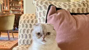 'Olivia Benson' Taylor Swift's kitty cat