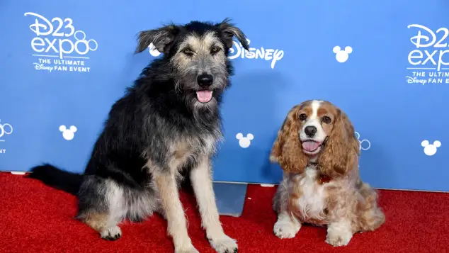 The stars of the 'Lady at the Tramp' Reboot