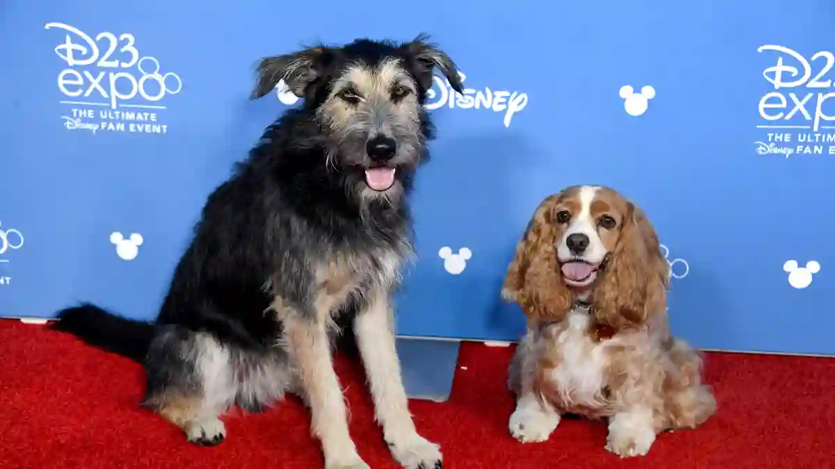 The stars of the 'Lady at the Tramp' Reboot at the Disney D23 Expo in August 2019