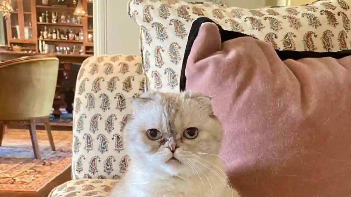 'Olivia Benson' Taylor Swift's kitty cat