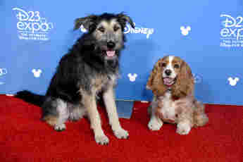 The stars of the 'Lady at the Tramp' Reboot at the Disney D23 Expo in August 2019