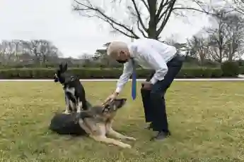 Joe Biden Announce The Death Of Presidential Pet Dog Champ German Shepherd tribute news photos pictures