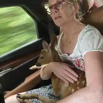 Melissa Gilbert and an injured fawn