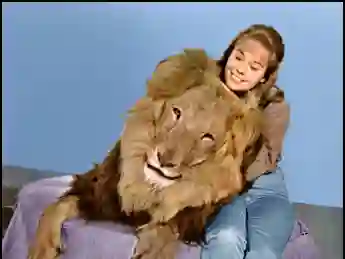 Cheryl Miller with Clarence, the Cross-Eyed Lion in the series 'Daktari'.