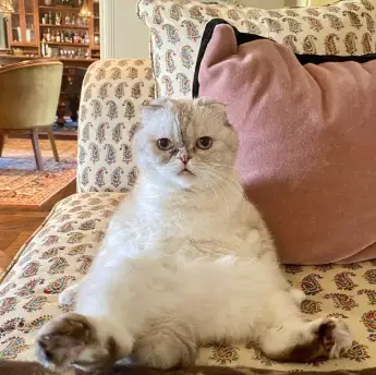 'Olivia Benson' Taylor Swift's kitty cat