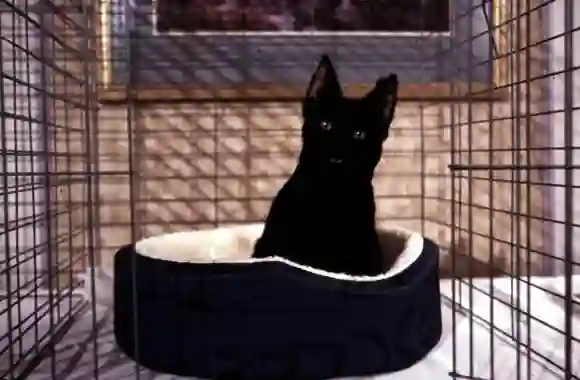 "Salem" in 'Sabrina the Teenage Witch'