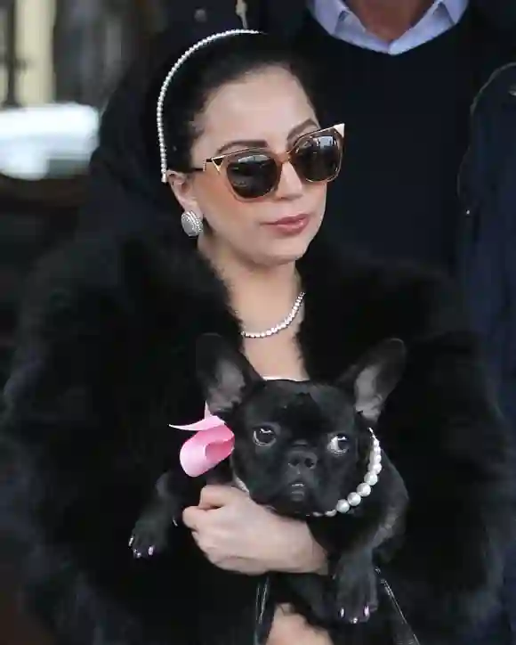 Les chiens de Lady Gaga volés Photo du 22 décembre 2014 de la chanteuse américaine Lady Gaga quittant ses chiens.