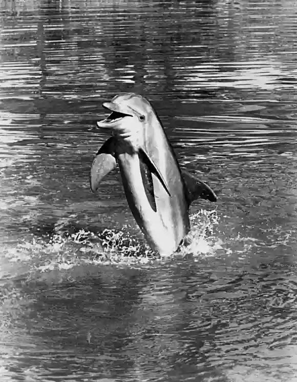 Flipper the dolphin in 'Flipper'