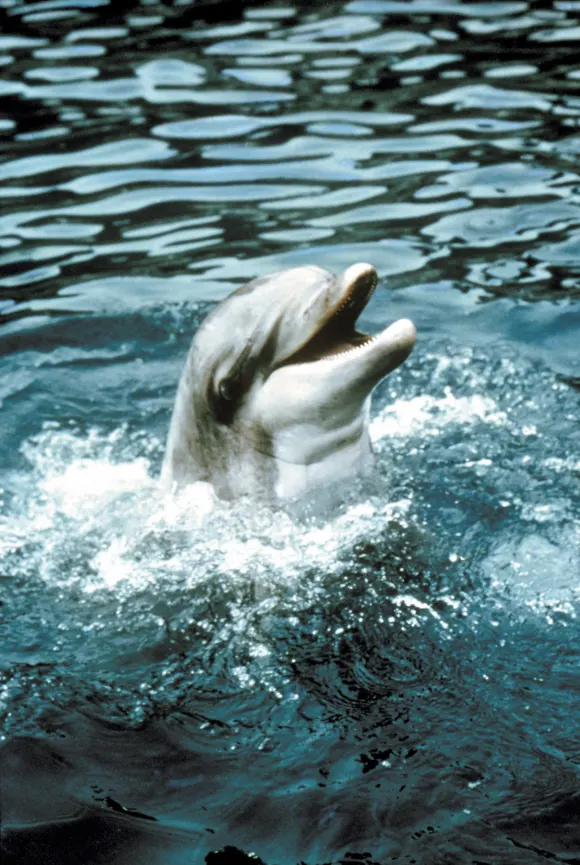 Flipper the dolphin in 'Flipper'