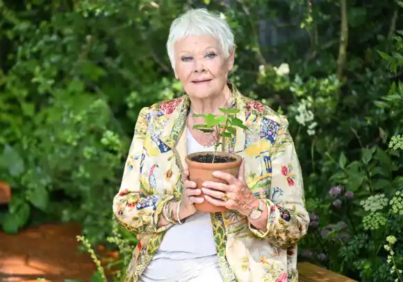Judi Dench